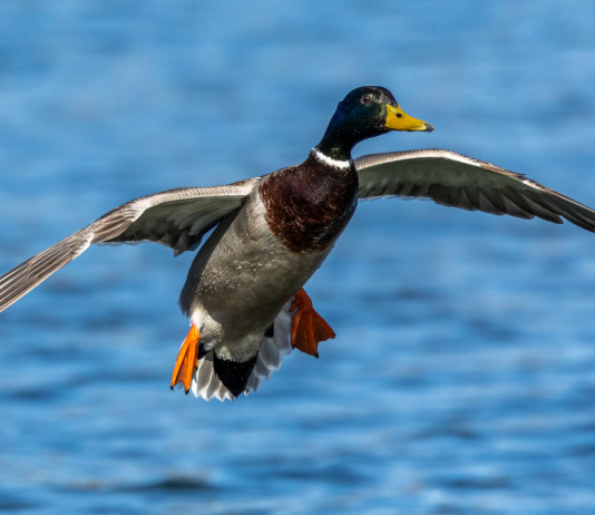 Calendario venatorio della Lombardia, Federcaccia contro assessorato Calendario venatorio della Lombardia: germano reale in volo
