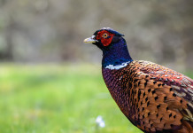 Calendario venatorio delle Marche, le prime indicazioni Calendario venatorio delle Marche: fagiano in ambiente naturale