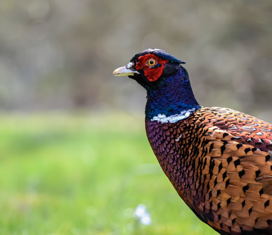 Calendario venatorio delle Marche, le prime indicazioni Calendario venatorio delle Marche: fagiano in ambiente naturale