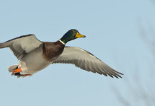Calendario venatorio dell’Emilia Romagna, Lega critica Calendario venatorio dell’Emilia Romagna: germano reale maschio in volo