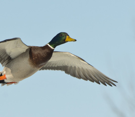Calendario venatorio dell’Emilia Romagna, Lega critica Calendario venatorio dell’Emilia Romagna: germano reale maschio in volo