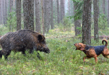 Cani feriti durante le operazioni di controllo, la richiesta alla Toscana Cani feriti durante le operazioni di controllo: segugio affronta cinghiale