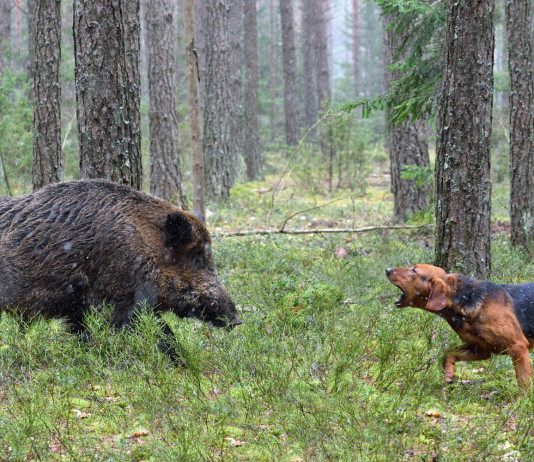 Cani feriti durante le operazioni di controllo, la richiesta alla Toscana Cani feriti durante le operazioni di controllo: segugio affronta cinghiale