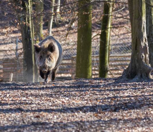 Casi di peste suina africana in Italia: superata quota 80 Casi di peste suina africana in Italia: cinghiale nella foresta