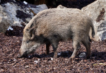 Cento casi di peste suina africana in Italia Cento casi di peste suina africana in Italia: cinghiale