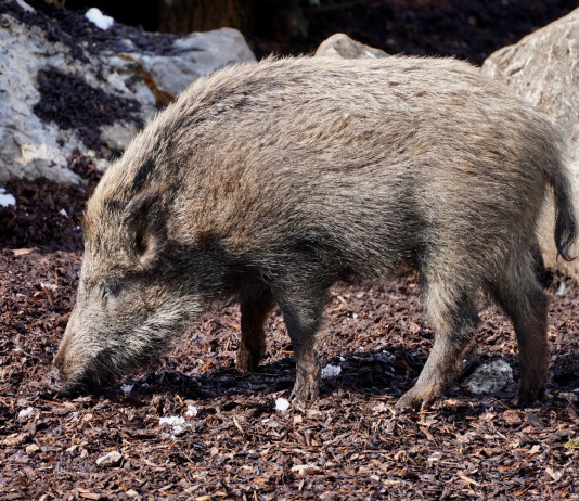 Cento casi di peste suina africana in Italia Cento casi di peste suina africana in Italia: cinghiale