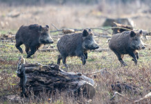 Gestione della fauna selvatica, le richieste delle Regioni Gestione della fauna selvatica: tre cinghiali giovani nel bosco
