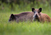 Legge sulla caccia in Toscana: approvato regolamento Legge sulla caccia in Toscana: due cinghiali tra l'erba