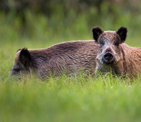 Legge sulla caccia in Toscana: approvato regolamento Legge sulla caccia in Toscana: due cinghiali tra l'erba