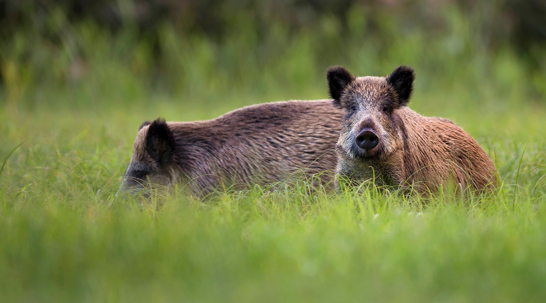 Legge sulla caccia in Toscana: due cinghiali tra l'erba