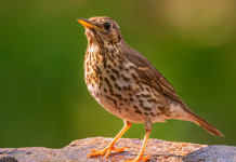 Migrazione prenuziale del tordo bottaccio: lo studio di Federcaccia Migrazione prenuziale del tordo bottaccio
