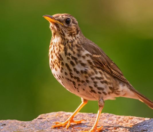 Migrazione prenuziale del tordo bottaccio: lo studio di Federcaccia Migrazione prenuziale del tordo bottaccio