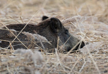 Peste suina africana, Arcicaccia contesta provvedimenti Peste suina africana: cinghiale disteso nell'erba