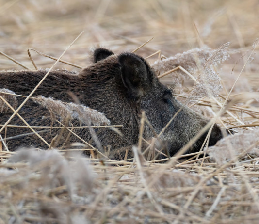 Peste suina africana, Arcicaccia contesta provvedimenti Peste suina africana: cinghiale disteso nell'erba