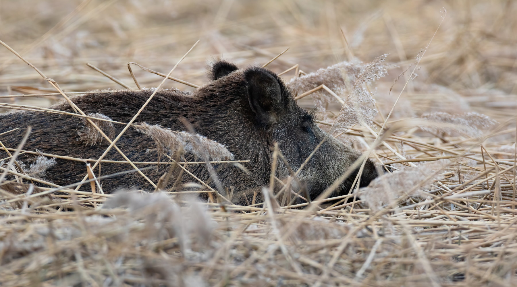 Peste suina africana, Arcicaccia contesta provvedimenti Peste suina africana: cinghiale disteso nell'erba