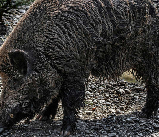 Peste suina africana, Piemonte stanzia 8 milioni Peste suina africana: cinghiale nel fango