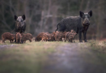 Peste suina africana, meno restrizioni in Liguria Peste suina africana: cinghiali femmina con piccoli nella foresta