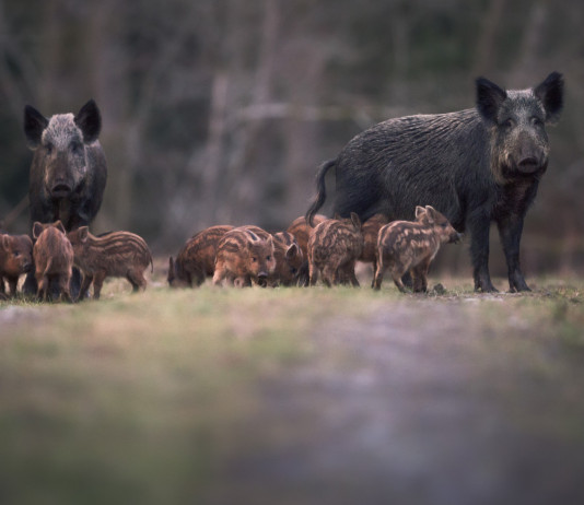 Peste suina africana, meno restrizioni in Liguria Peste suina africana: cinghiali femmina con piccoli nella foresta