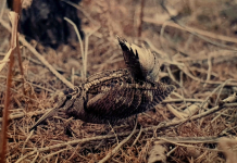 Beccacce che Passione 3 2022: in edicola Beccacce che Passione 3 2022