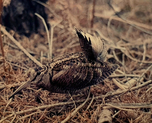 Beccacce che Passione 3 2022: in edicola Beccacce che Passione 3 2022