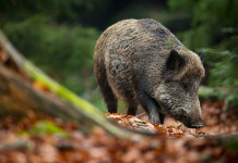È legge il decreto sulla peste suina africana peste suina africana: cinghiale nella foresta