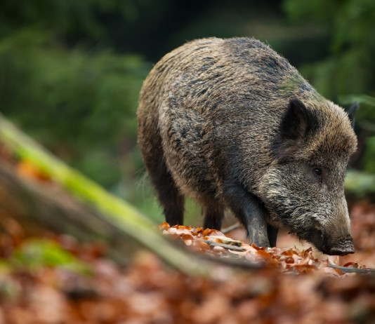 È legge il decreto sulla peste suina africana peste suina africana: cinghiale nella foresta