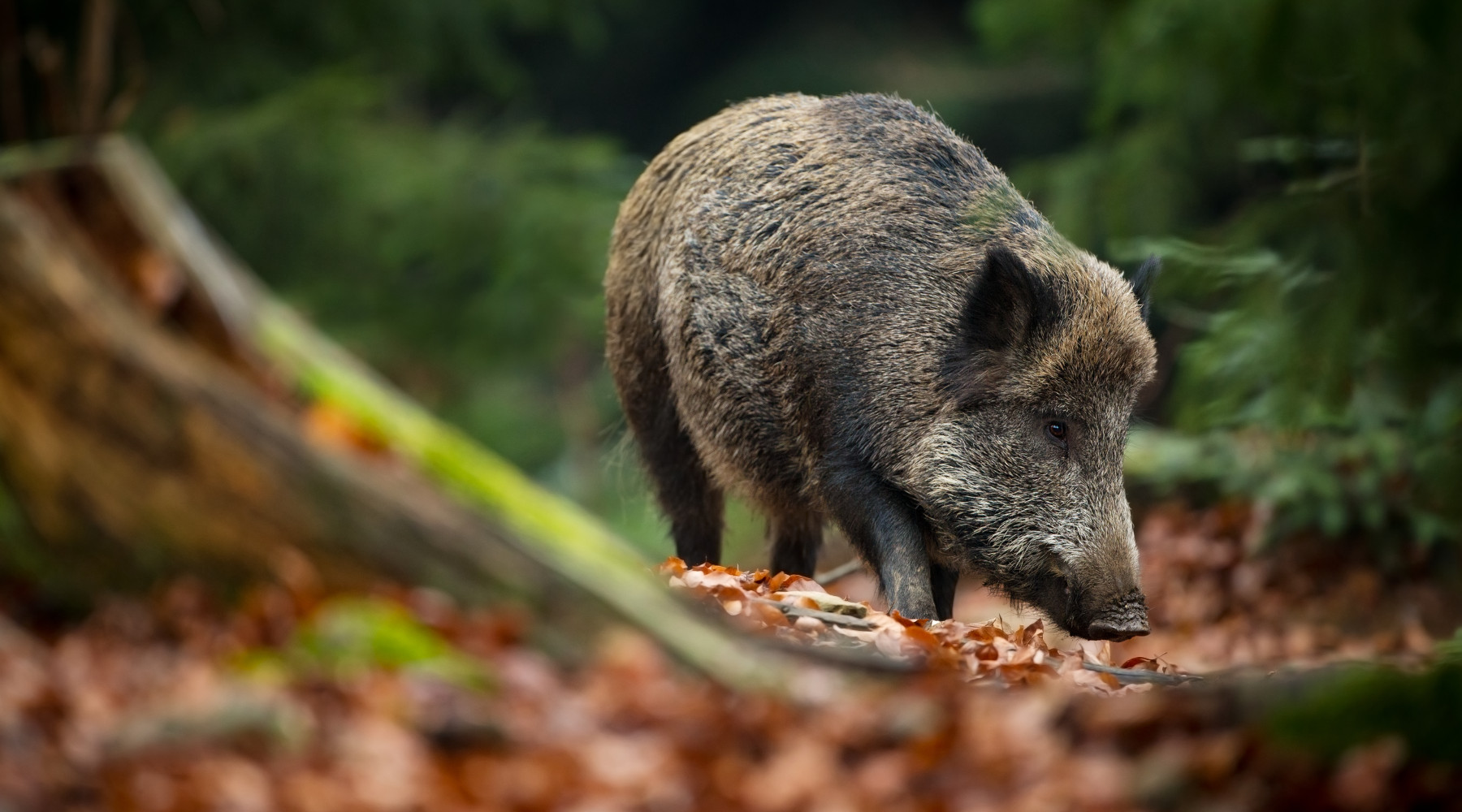 È legge il decreto sulla peste suina africana peste suina africana: cinghiale nella foresta
