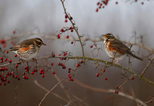 Anelli per richiami vivi, la sentenza della Consulta Anelli per richiami vivi, due tordi sasselli su un ramo