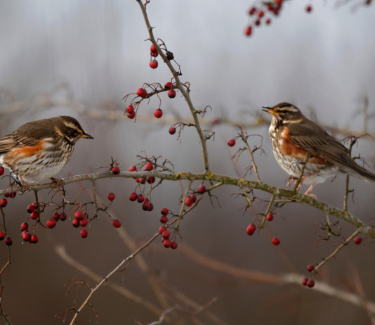Anelli per richiami vivi, la sentenza della Consulta Anelli per richiami vivi, due tordi sasselli su un ramo