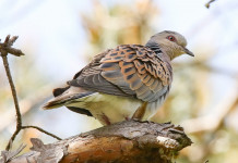 Approvato il calendario venatorio della Liguria 2022/2023 Approvato il calendario venatorio della Liguria 2022/2023: tortora sul ramo di un albero