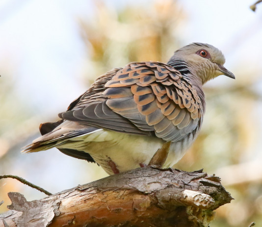 Approvato il calendario venatorio della Liguria 2022/2023 Approvato il calendario venatorio della Liguria 2022/2023: tortora sul ramo di un albero