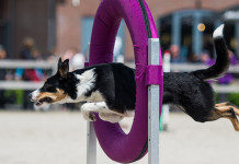 Caccia Village, le iniziative della Fidasc Caccia Village, le iniziative della Fidasc: agility dog