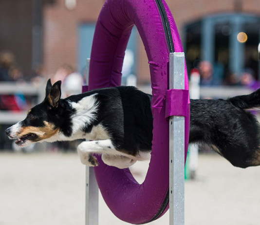 Caccia Village, le iniziative della Fidasc Caccia Village, le iniziative della Fidasc: agility dog