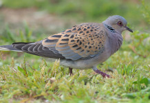 Caccia alla tortora, le indicazioni sui calendari venatori Caccia alla tortora, le indicazioni sui calendari venatori