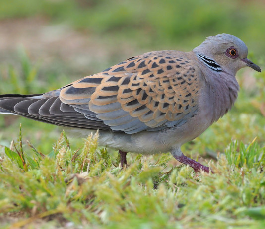 Caccia alla tortora, le indicazioni sui calendari venatori Caccia alla tortora, le indicazioni sui calendari venatori