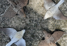 Caccia all’allodola: per specialisti Caccia all’allodola per specialisti