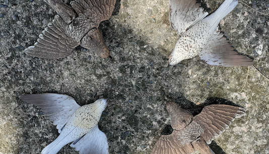 Caccia all’allodola: per specialisti Caccia all’allodola per specialisti