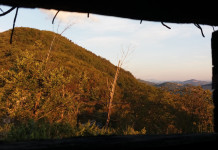 Caccia da appostamento fisso: le essenze arboree e arbustive migliori Caccia da appostamento fisso le essenze arboree e arbustive migliori