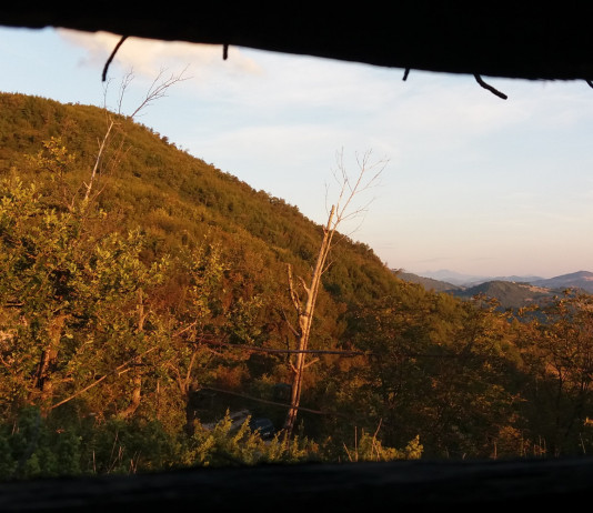 Caccia da appostamento fisso: le essenze arboree e arbustive migliori Caccia da appostamento fisso le essenze arboree e arbustive migliori