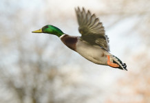 Calendario venatorio dell’Emilia Romagna, Acma critica Calendario venatorio dell’Emilia Romagna: germano reale in volo