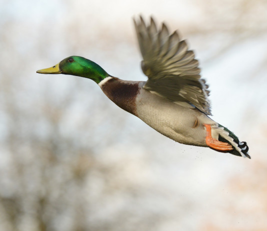 Calendario venatorio dell’Emilia Romagna, Acma critica Calendario venatorio dell’Emilia Romagna: germano reale in volo