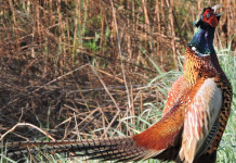 Contare i fagiani: più complicato di quanto sembri Contare i fagiani più complicato di quanto sembri