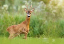 Elenco dei cacciatori di selezione, l’iniziativa dell’Arcicaccia Elenco dei cacciatori di selezione, l’iniziativa dell’Arcicaccia