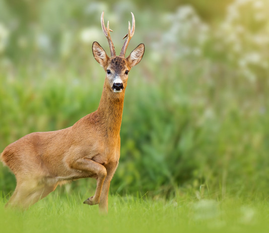 Elenco dei cacciatori di selezione, l’iniziativa dell’Arcicaccia Elenco dei cacciatori di selezione, l’iniziativa dell’Arcicaccia