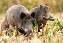 Gestione degli ungulati, Veneto chiede modifica alla legge Gestione degli ungulati: due cinghiali nel bosco