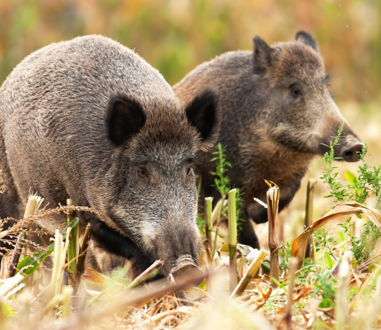 Gestione degli ungulati, Veneto chiede modifica alla legge Gestione degli ungulati: due cinghiali nel bosco