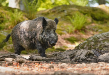 Gestione del cinghiale, Costa: «Cacciatori alleati» Gestione del cinghiale: cinghiale nella foresta