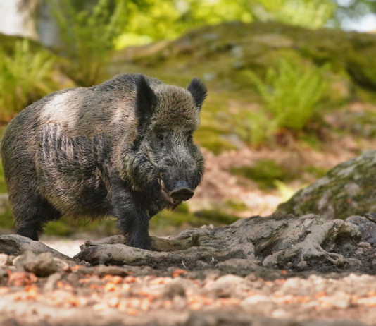 Gestione del cinghiale, Costa: «Cacciatori alleati» Gestione del cinghiale: cinghiale nella foresta