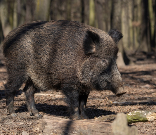Gestione del cinghiale in Italia, le proposte dell’Arcicaccia Gestione del cinghiale in Italia: cinghiale nella foresta