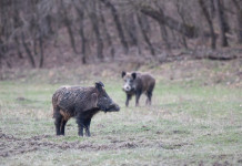 Gestione del cinghiale in Lombardia, interrogazione alla giunta Gestione del cinghiale in Lombardia: due cinghiali nel bosco